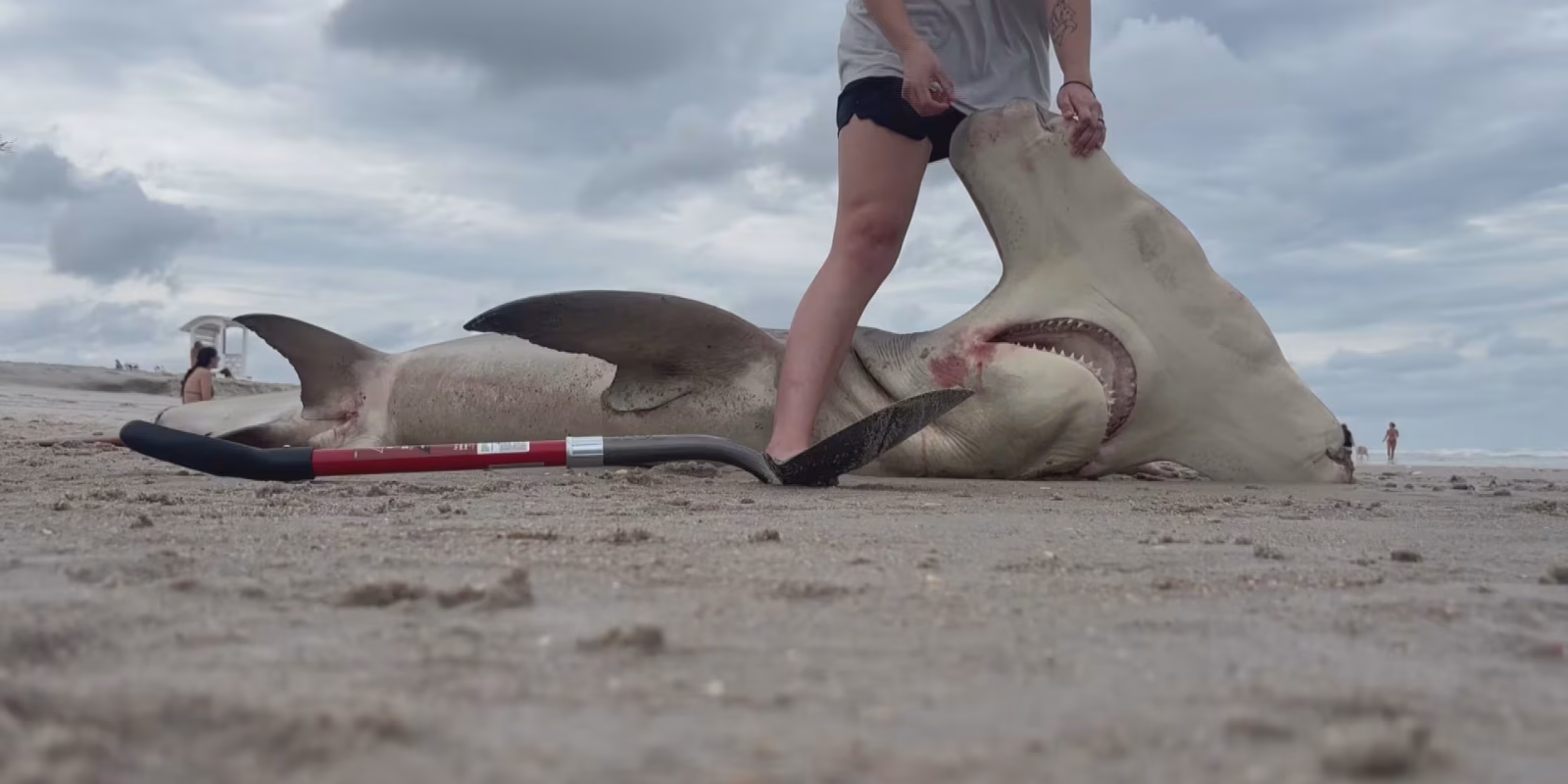 Large Scalloped Hammerhead Shark Washes Ashore Dead in Carolina Beach